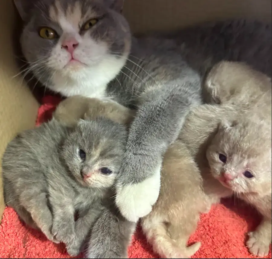 Archive photographique d’une portée de British Shorthair