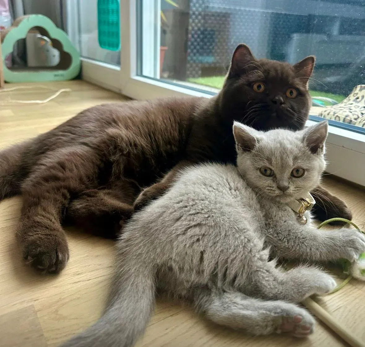 British Shorthair adulte et chaton près d’une fenêtre