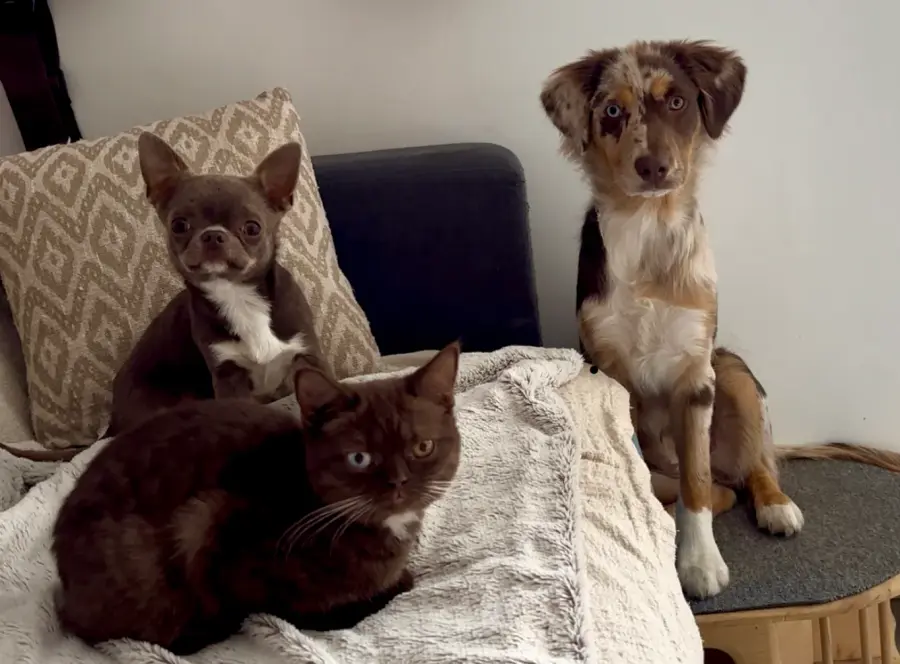 British Shorthair avec des chiens dans la maison